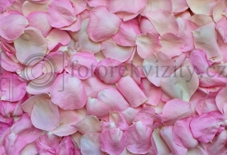Vinylové fotopozadí - plátky růží